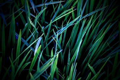 Full frame shot of grass growing on field