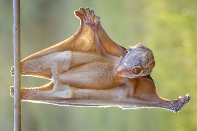 Close-up of two cats resting