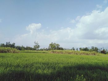 Scenic view of agricultural field against sky