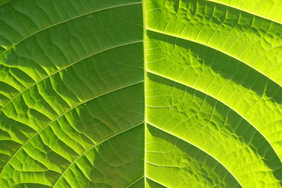 Full frame shot of green leaves