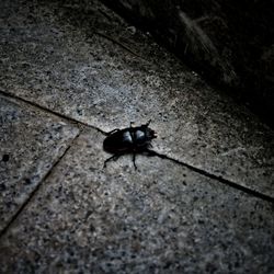 High angle view of insect on concrete wall