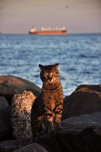 Cat sitting on rock