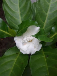 Close-up of white flower
