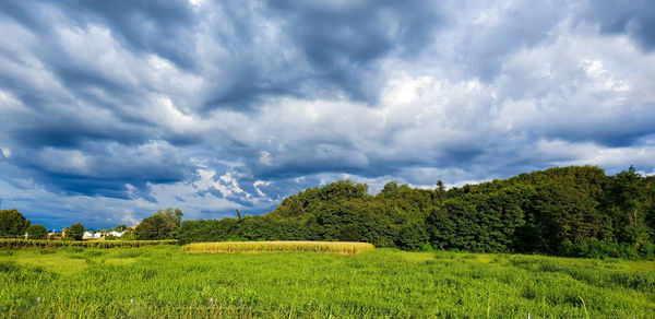 Panoramic shot of trees on field against sky