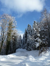 Trees against sky during winter