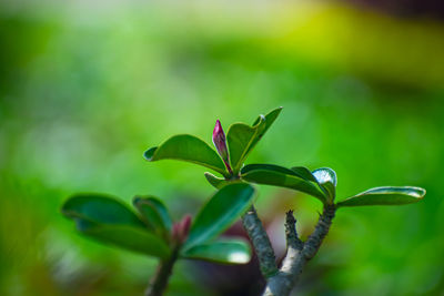 Plumeria is a genus of flowering plants in the family apocynaceae.