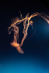 Close-up of jellyfish against black background