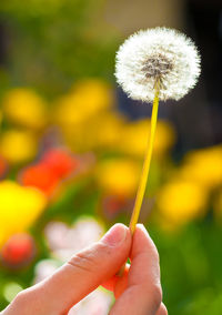 Close-up of hand holding dandelion flower