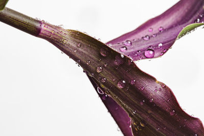 Close-up of wet pink flower against white background