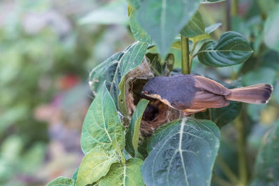 Close-up of butterfly on plant
