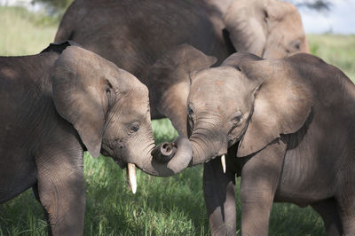 Close-up of elephant