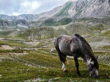 Side view of horse grazing on mountain