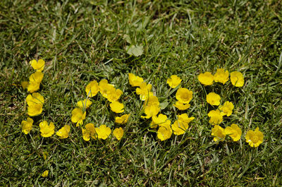 Close-up of yellow crocus blooming on field