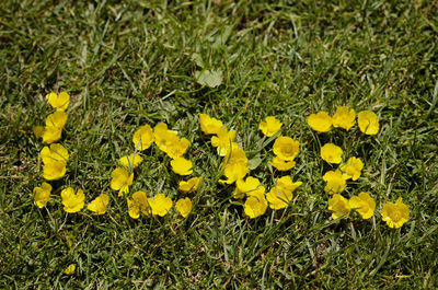 Close-up of yellow flowers blooming on field