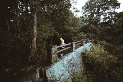 View of bridge over water in forest