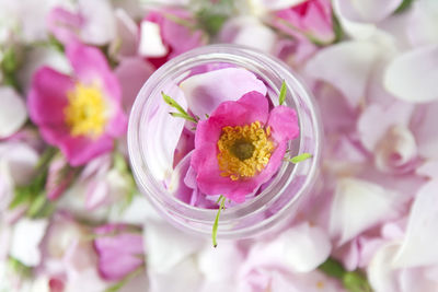 Close-up high angle view of flowers