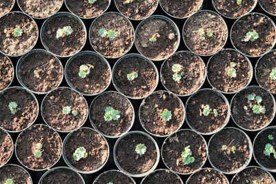 Full frame shot of potted plants