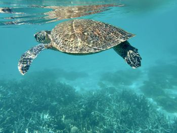 Turtle swimming in sea