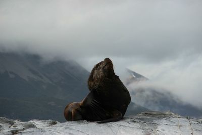 View of seal on rock at coast 