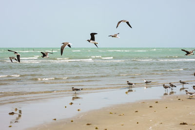 Seagulls flying over beach