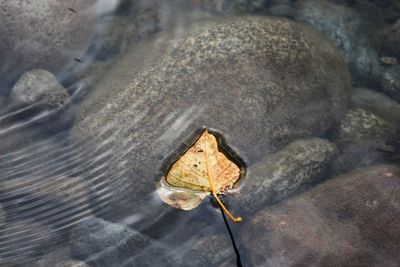 High angle view of dry leaves on rock