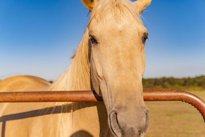 Close-up of horse in field against sky