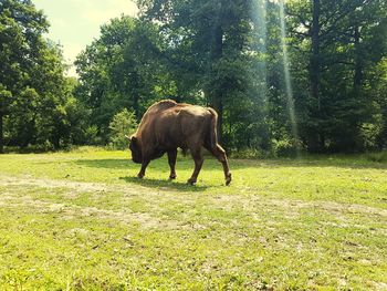 Horse on field