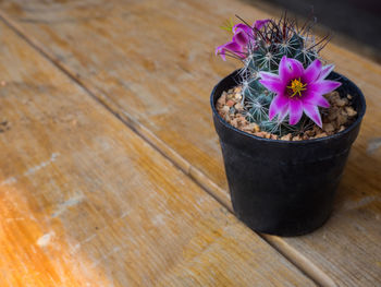High angle view of potted plant on table