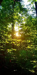 Sunlight streaming through trees in forest