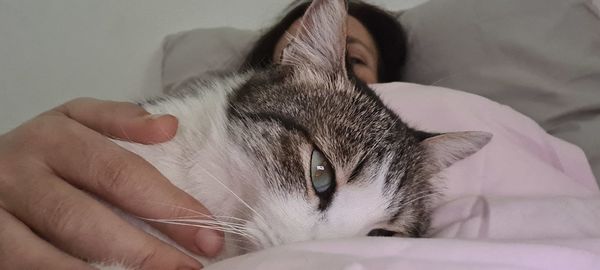 Close-up of a cat with hand on bed