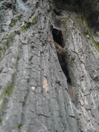 Full frame shot of tree trunk