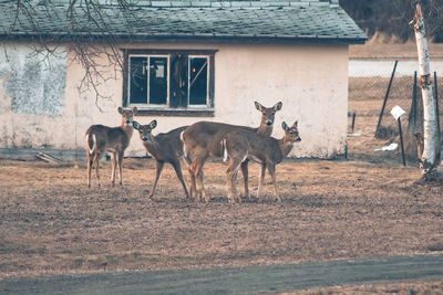 Deer on field against house