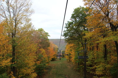 Trees in forest during autumn