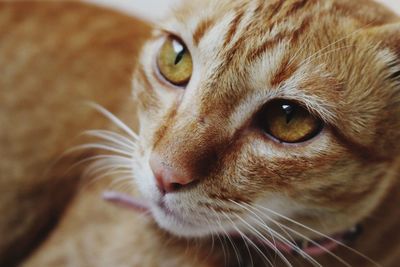 Close-up portrait of ginger cat