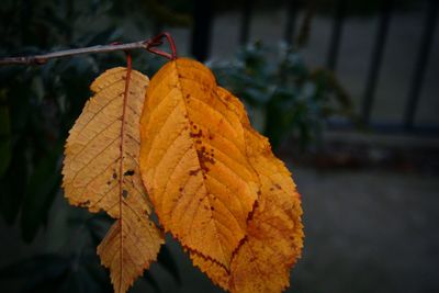 Close-up of autumnal leaves