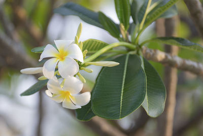 Close-up of white flowering plant