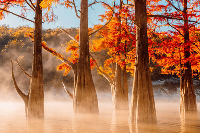 Low angle view of trees in forest during autumn