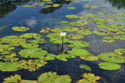 Water lily in lake