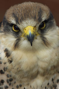 Portrait of kestrel