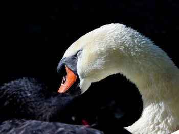 Close-up of swan swimming in lake