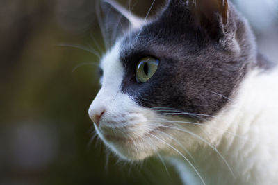 Close-up of cat looking away