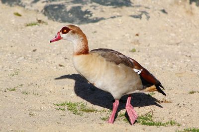 Egyptian goose on the beach 