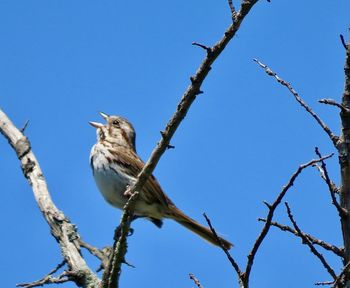 Low angle view of bird perching on tree against sky