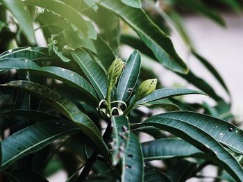 High angle view of plant growing on tree