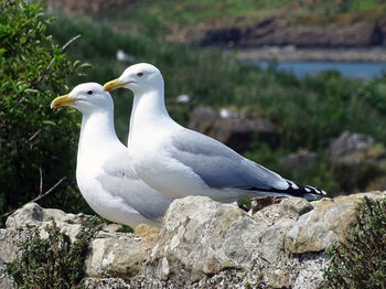 Close-up of seagull perching on rock