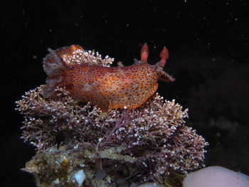 Orange colored underwater slug, nudibranch plocamopherus tilesii, tilesius