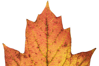 Low angle view of maple leaves against sky