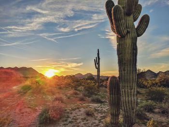 Cactus growing on land against sky during sunset