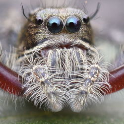 Close-up of spider