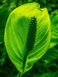 Close-up of green leaves